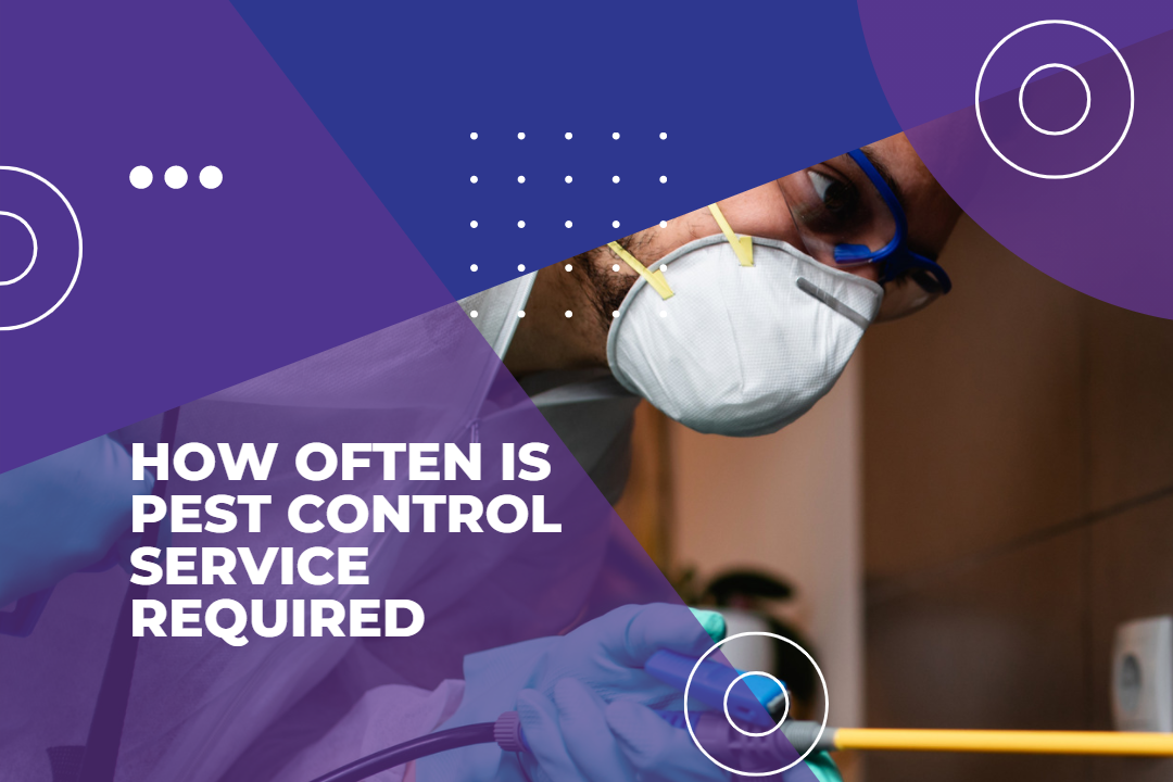 How-Often-is-Pest-Control-Service-Requir