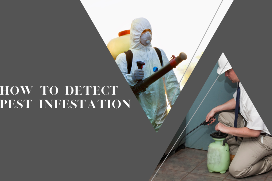 How to Detect Pest Infestation