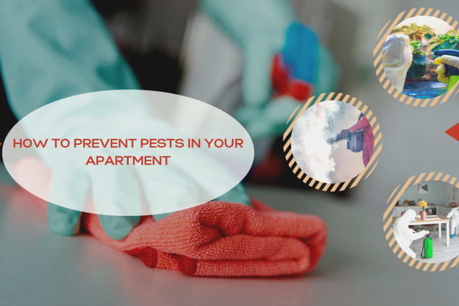 How to Prevent Pests in Your Apartment
